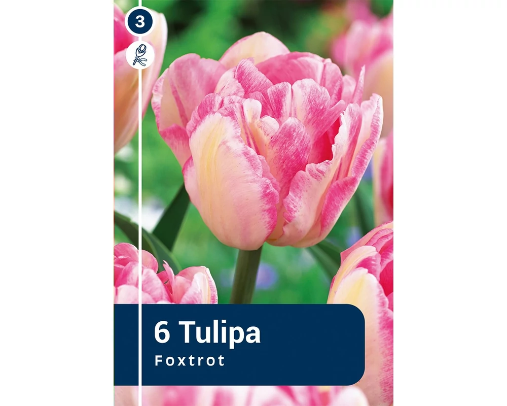 TULIPÁN DOUBLE EARLY FOXTROT 6DB/CSOM