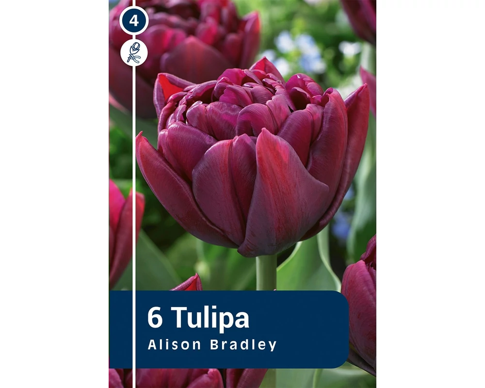 TULIPÁN DOUBLE EARLY ALISON BRADLEY 6DB/CSOM