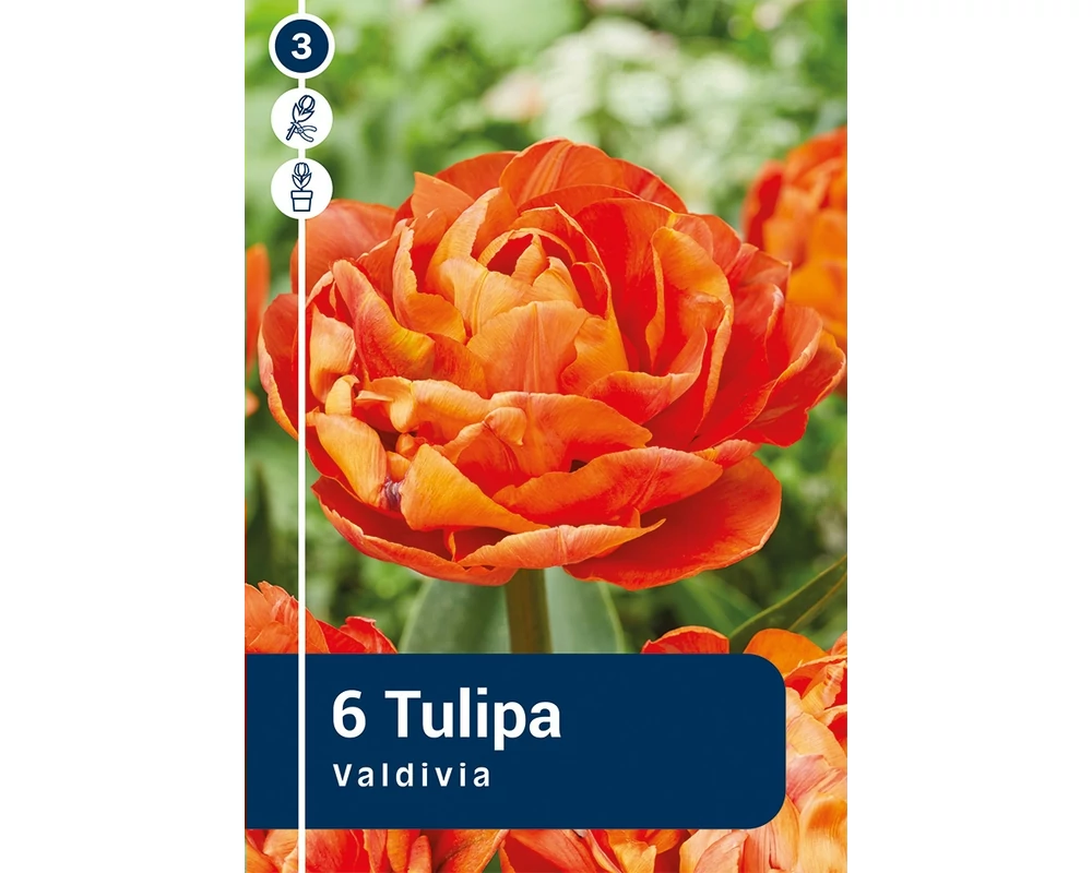 TULIPÁN DOUBLE EARLY VALDIVIA 6DB/CSOM