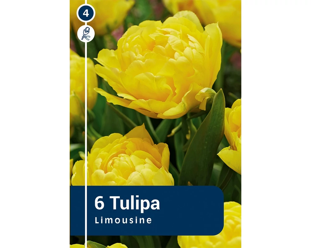 TULIPÁN DUOBLE EARLY LIMOUSINE 6DB/CSOM