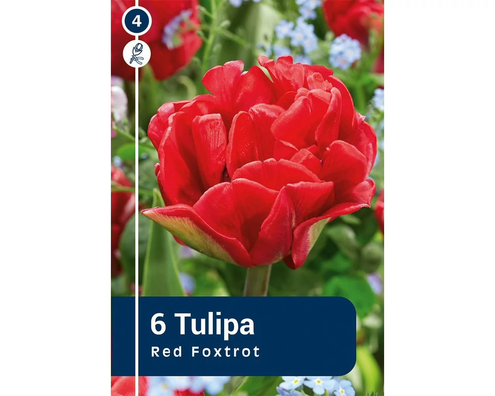 TULIPÁN DOUBLE EARLY RED FOXTROT 6DB/CSOM