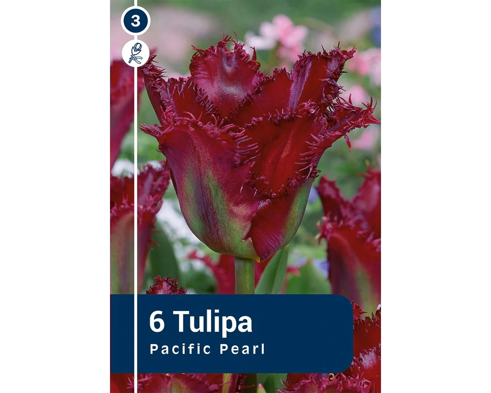 TULIPÁN FRINGED PACIFIC PEARL 6DB/CSOM