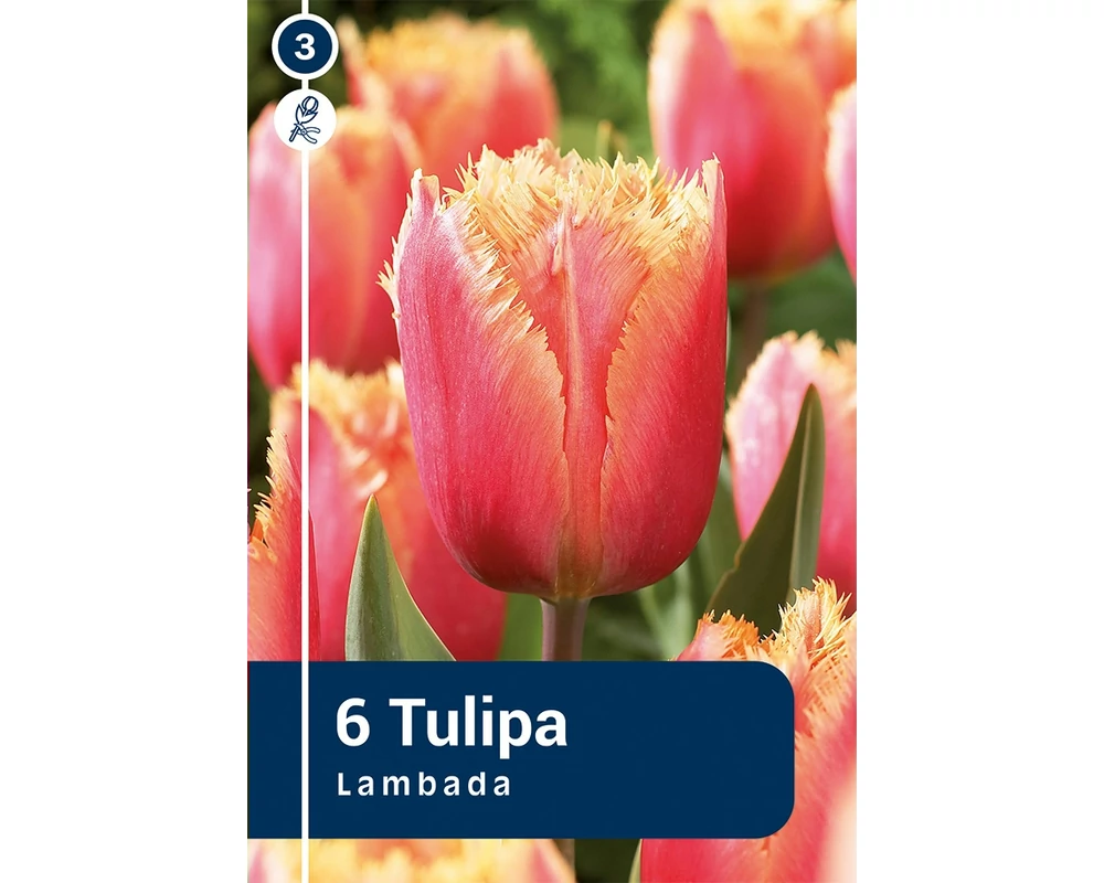 TULIPÁN FRINGED LAMBADA 6DB/CSOM