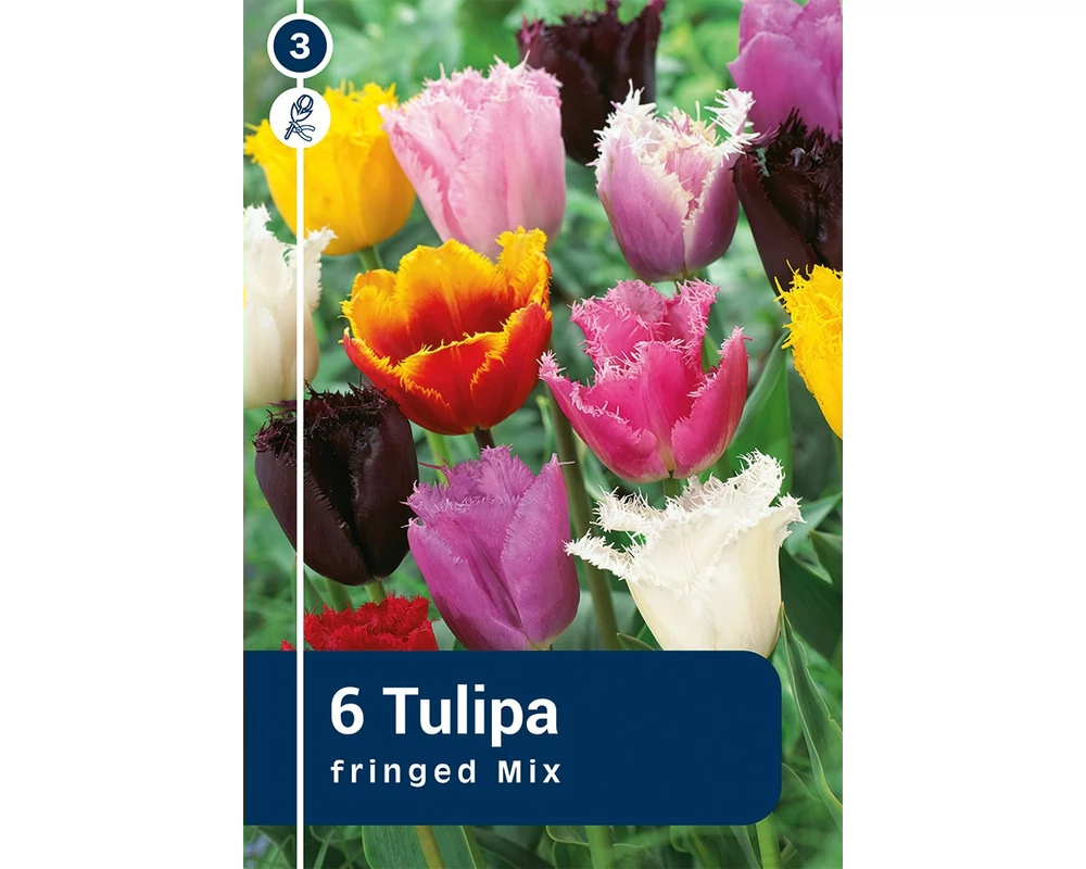 TULIPÁN FRINGED MIX 6DB/CSOM