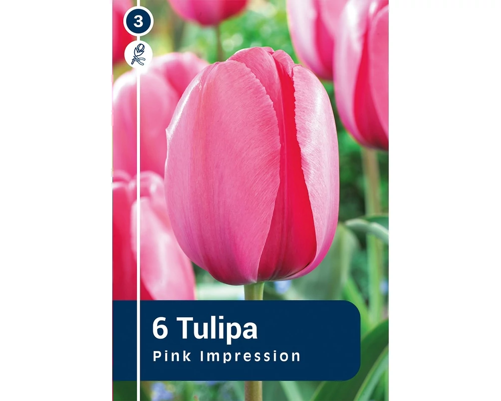 TULIPÁN DARWIN HYBRID PINK IMPRESSION 6DB/CSOM