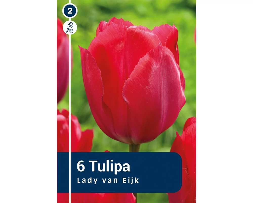 TULIPÁN DARWIN HYBRID LADY VAN EIJK 6DB/CSOM
