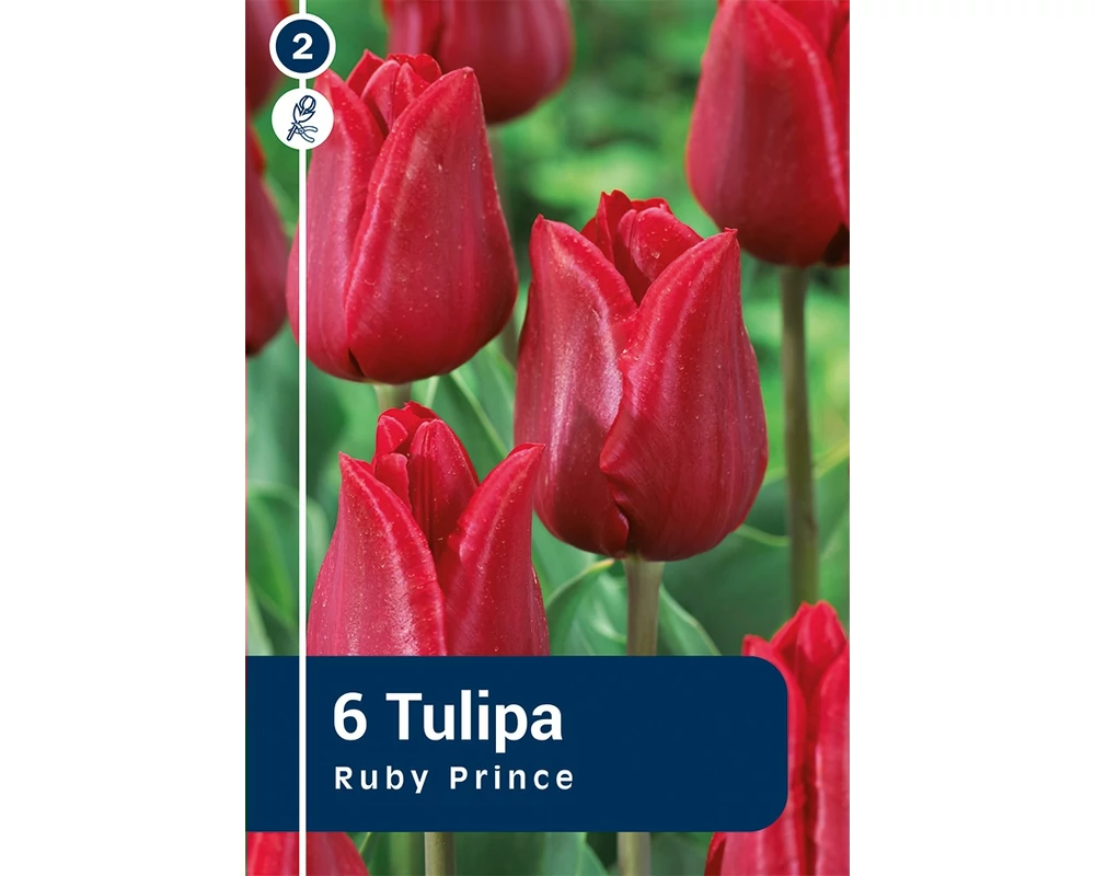 SINGLE EARLY RUBY PRINCE 6DB/CSOM