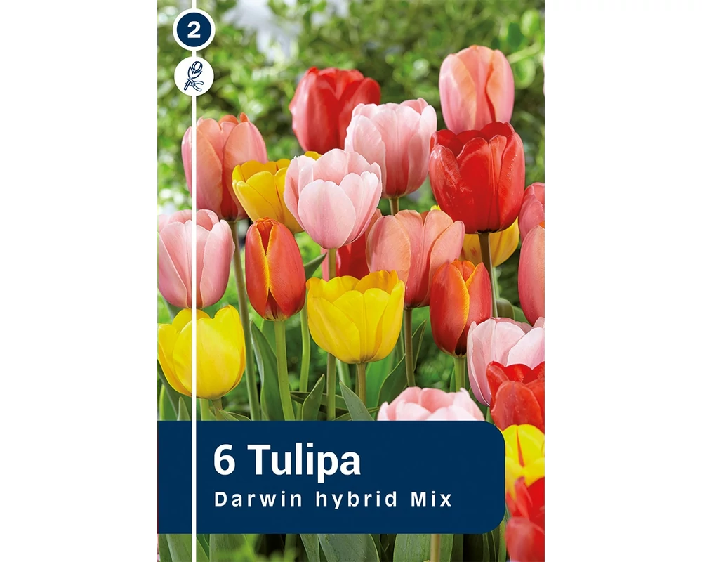 TULIPÁN DARWIN HYBRID MIX 6DB/CSOM