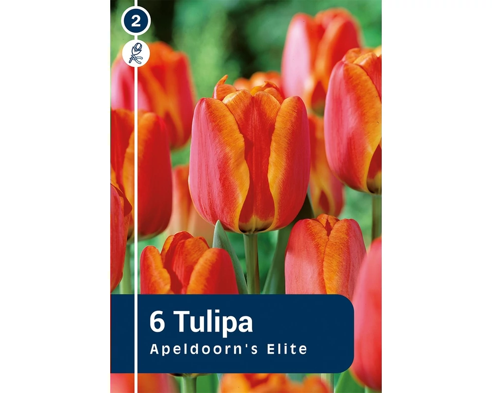 TULIPÁN DARWIN HYBRID APELDOORN'S ELITE 6DB/CSOM