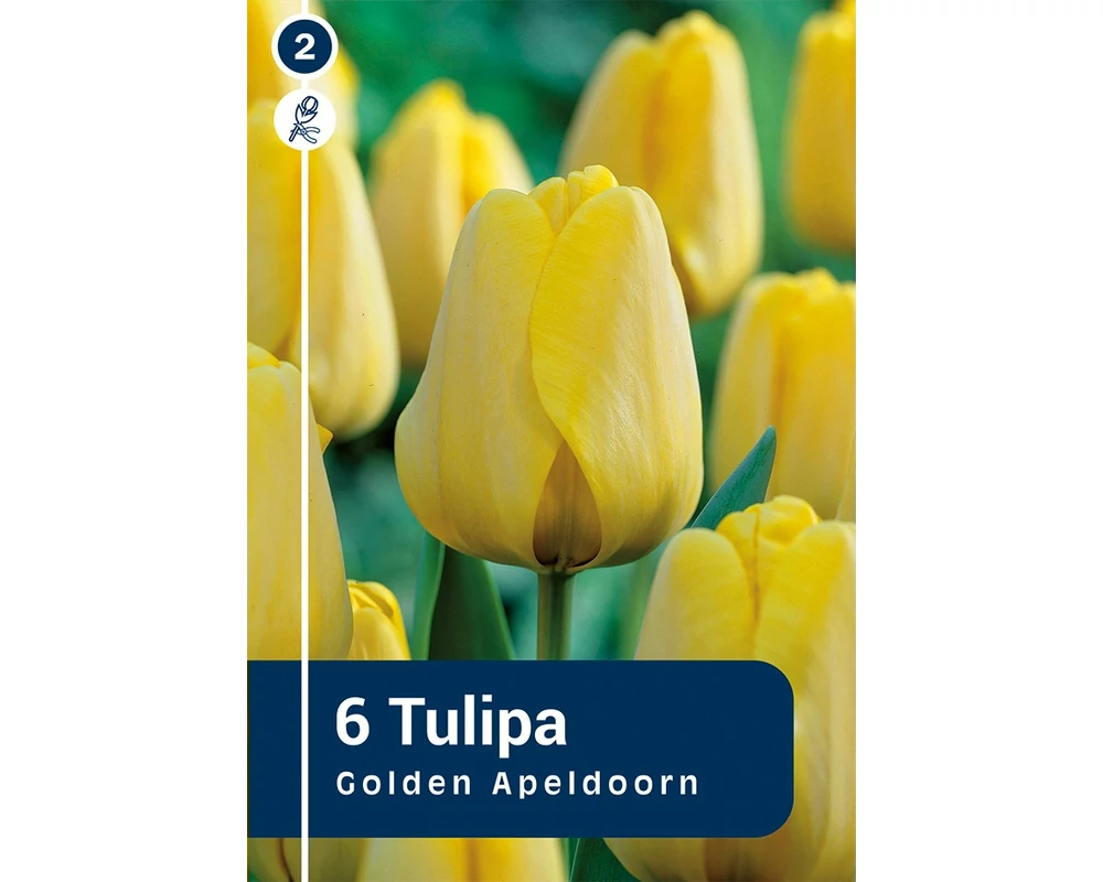 TULIPÁN DARWIN HYBRID GOLDEN APELDOORN 6DB/CSOM