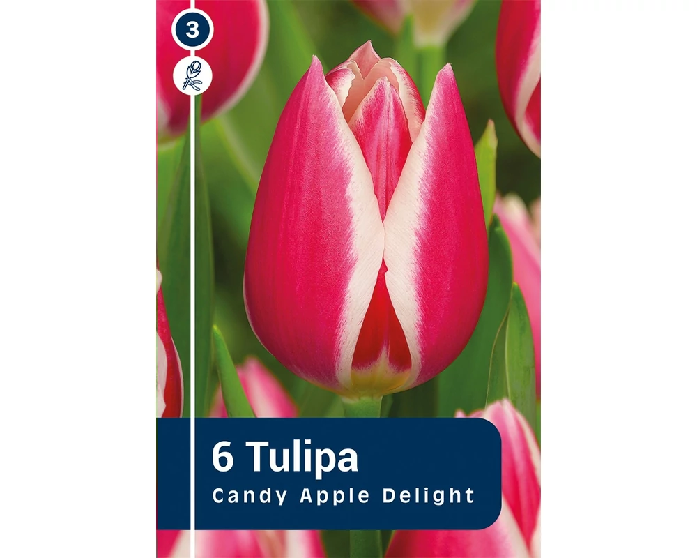 TULIPÁN DARWIN HYBRID CANDY APPLE DELIGHT 6DB/CSOM