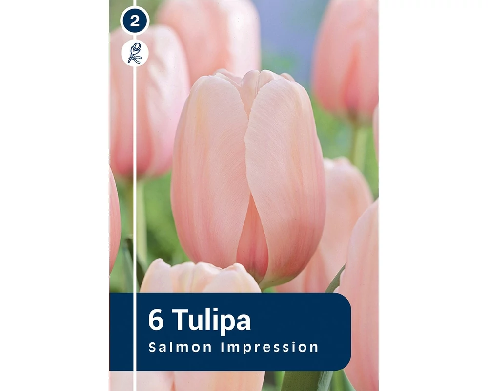 TULIPÁN DARWIN HYBRID SALMON IMPRESSION 6DB/CSOM