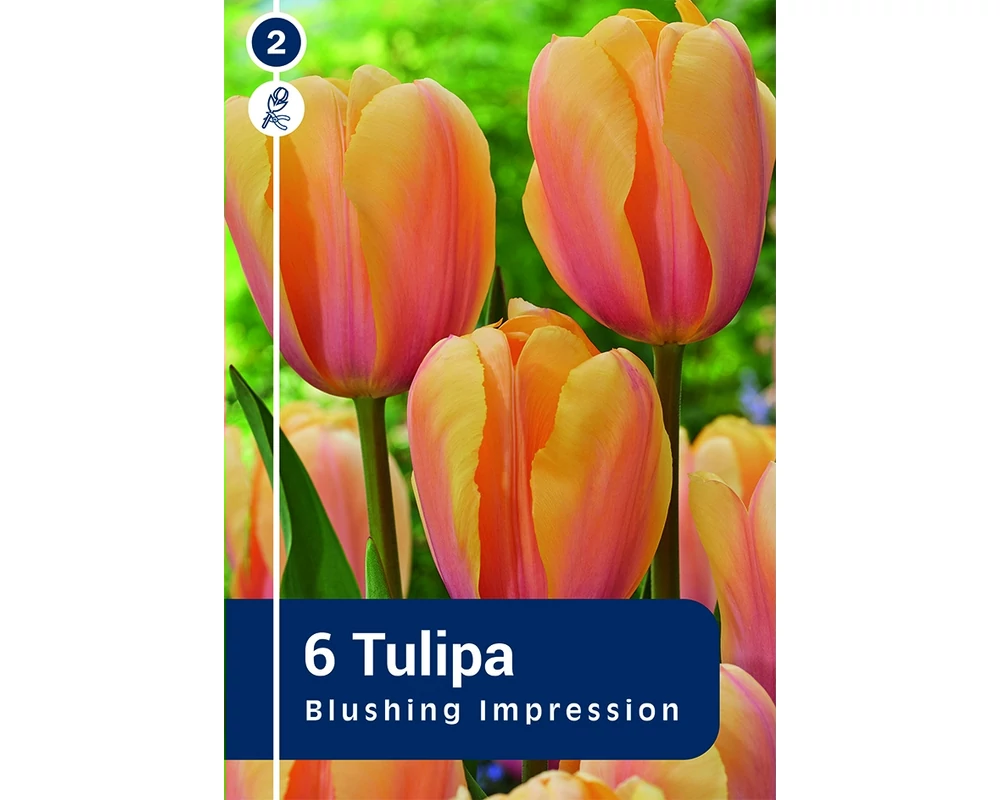 TULIPÁN DARWIN HYBRID BLUSHING IMPRESSION 6DB/CSOM