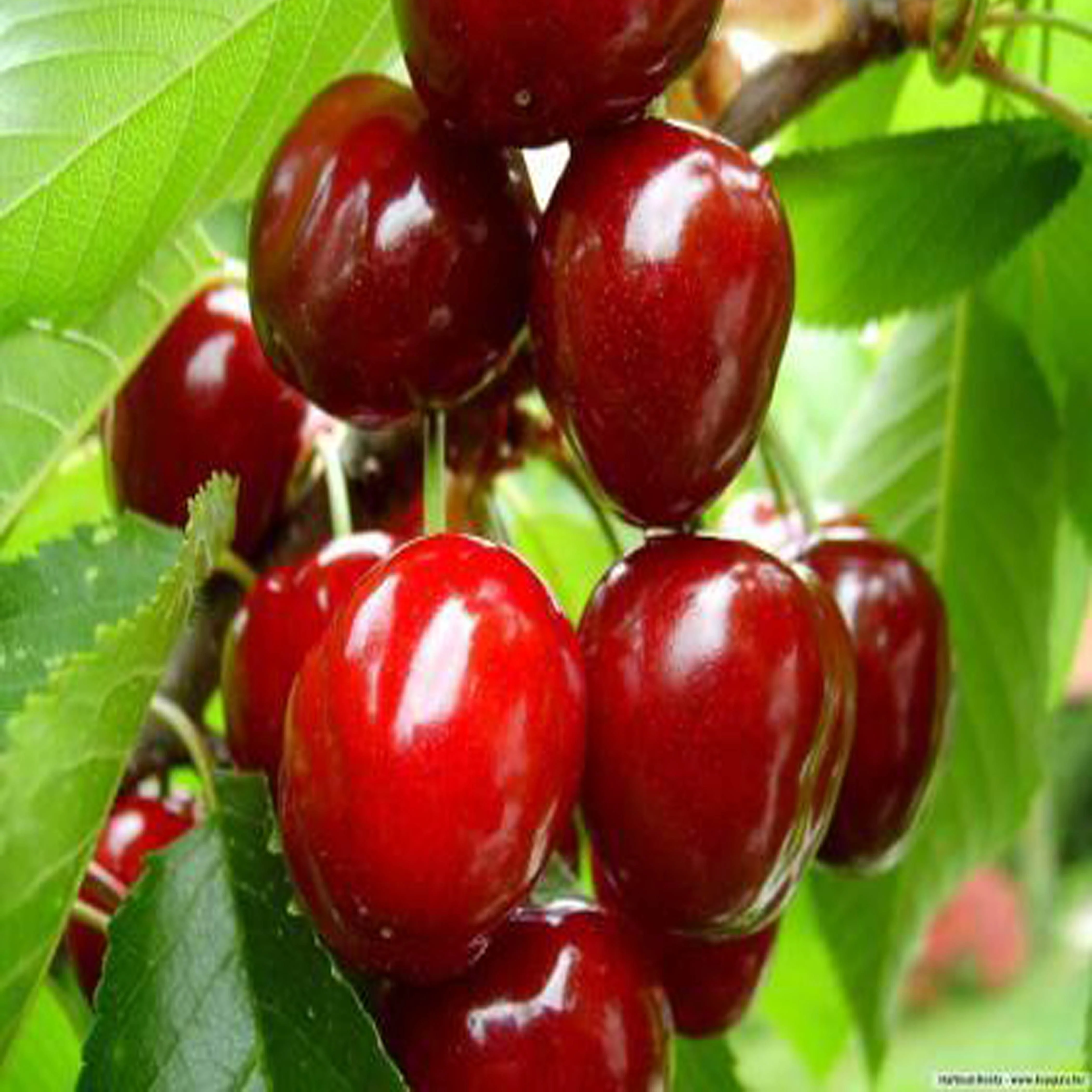 Germesdorfi