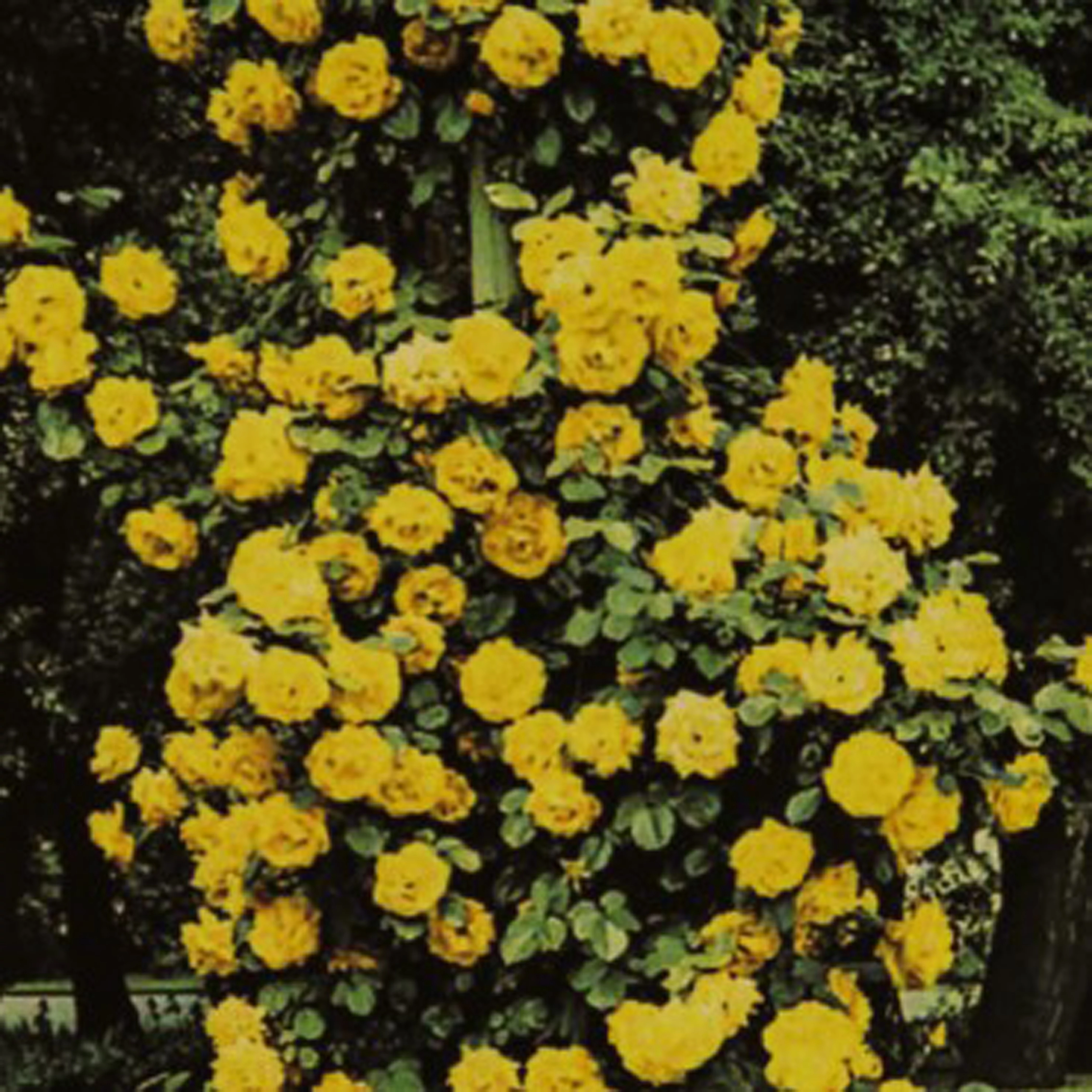 Golden Sowers (futórózsa)