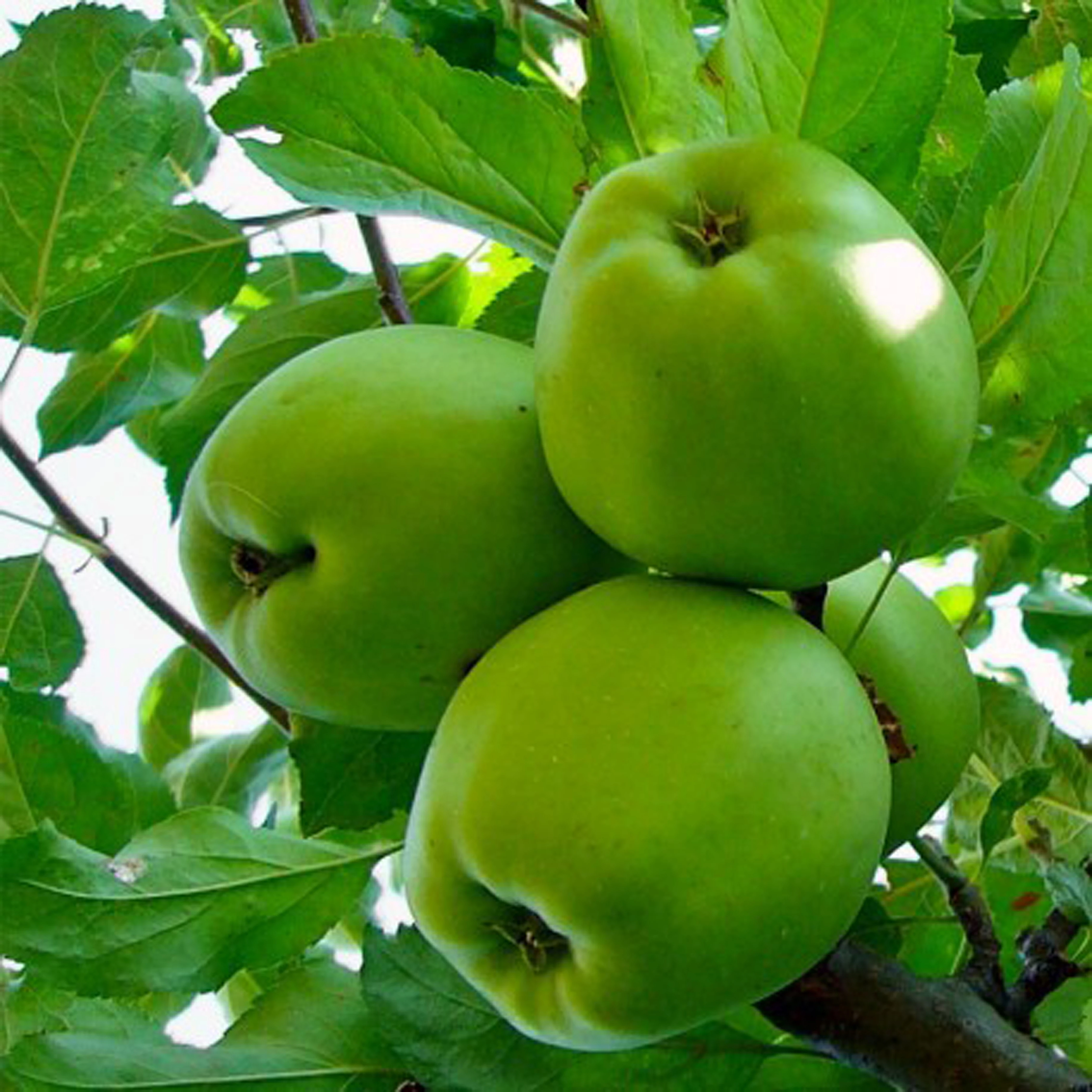 Granny Smith 
