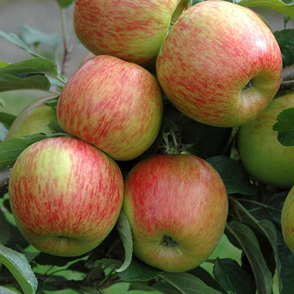 Braeburn