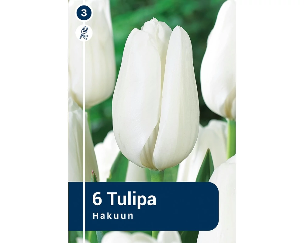 Tulipán Darwin Hybrid Hakuun 6db/csom